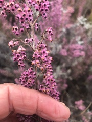 Erica lucida