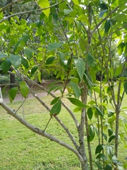 Chionanthus virginicus