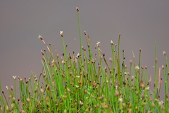 Eleocharis uniglumis