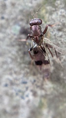 Cheiropachus quadrum