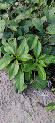 Alstonia scholaris