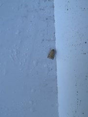 Helicoverpa armigera