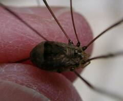 Leiobunum blackwalli