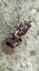 Cheiropachus quadrum