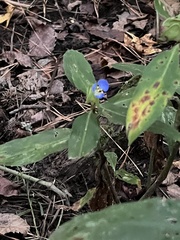 Commelina virginica
