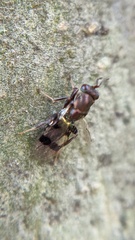 Cheiropachus quadrum