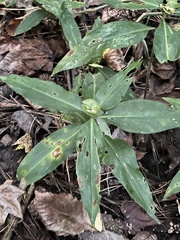 Commelina virginica