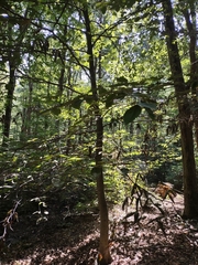 Litylenchus crenatae