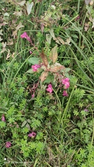 Impatiens glandulifera