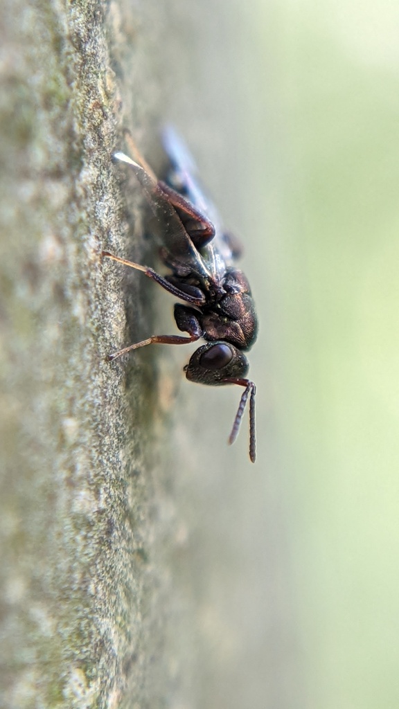 Cheiropachus quadrum
