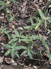 Commelina virginica