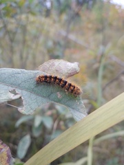 Acronicta auricoma