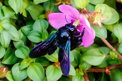 Xylocopa latipes