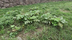 Heracleum sosnowskyi