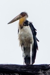 Leptoptilos javanicus