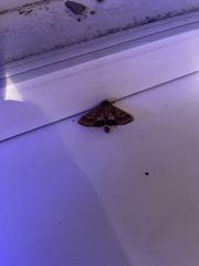 Helicoverpa armigera