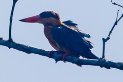 Pelargopsis capensis
