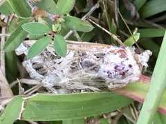 Spodoptera latifascia