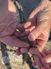 Aspidoscelis sexlineatus