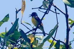 Anthreptes malacensis