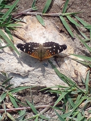 Anthanassa texana texana