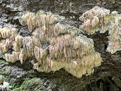 Radulomyces copelandii