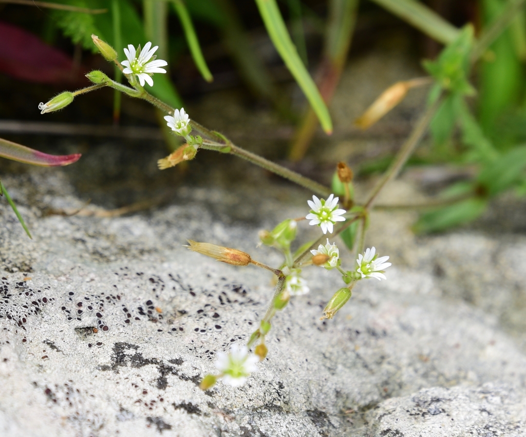 Cerastium fontanum — a medium houseplant, prefers partial sun light
