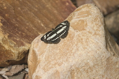 Neptis