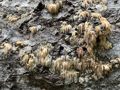 Radulomyces copelandii