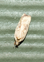 Agonopterix nervosa