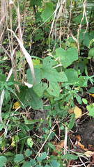 Menispermum canadense