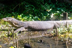 Varanus salvator macromaculatus