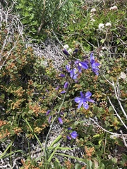 Pasithea caerulea