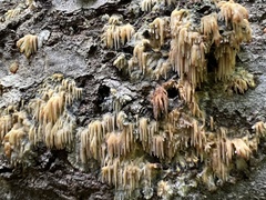 Radulomyces copelandii