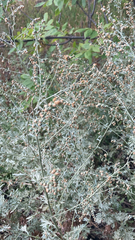 Artemisia absinthium