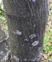 Amelanchier arborea