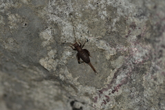 Arachnocephalus vestitus