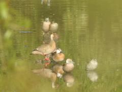 Callonetta leucophrys