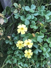 Oxalis megalorrhiza