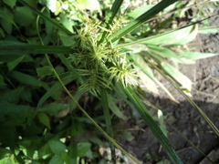 Cyperus hermaphroditus