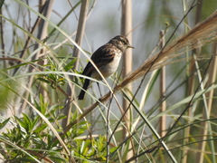 Hymenops perspicillatus