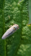 Macrosteles