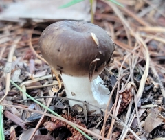Hygrophorus hypothejus