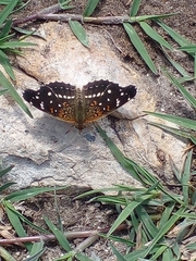 Anthanassa texana texana