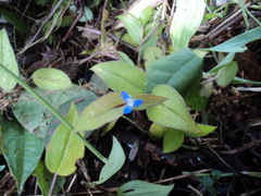 Commelina standleyi
