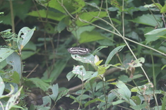 Limenitidinae