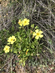 Oxalis megalorrhiza