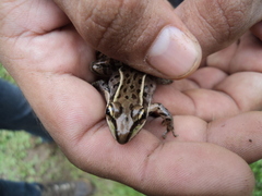 Lithobates brownorum