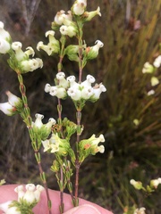 Erica daphniflora