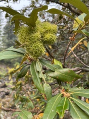 Chrysolepis chrysophylla